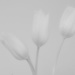 Tulips by seanoneill