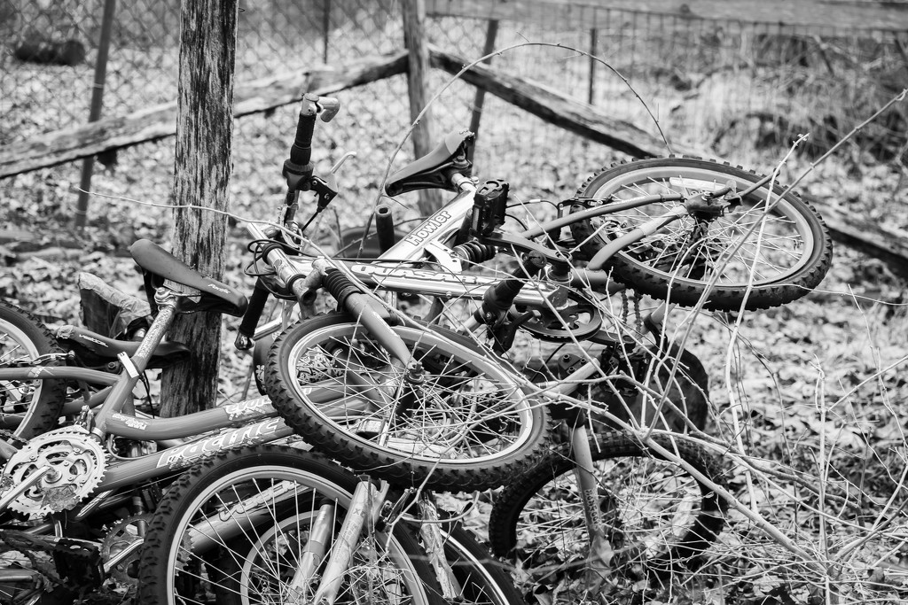 Bicycles In A Backyard by andymacera