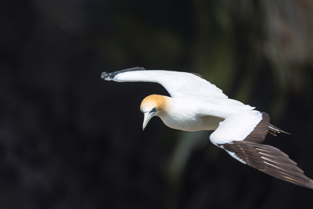 Gannet looking for a place to land by creative_shots