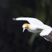 Gannet looking for a place to land by creative_shots