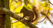 17th Jan 2021 - Another Barking Squirrel!