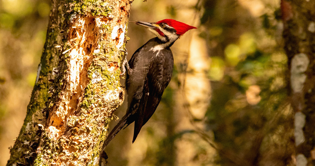 Mr Pileated Woodpecker, Sampling the Goods! by rickster549