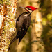 Mr Pileated Woodpecker, Sampling the Goods! by rickster549