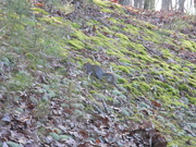 17th Jan 2021 - Squirrel On Hill