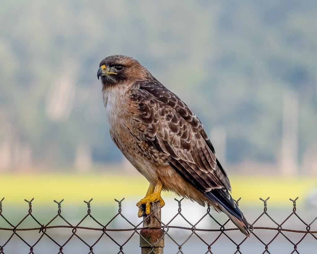 Portrait of a Red-tail by nicoleweg
