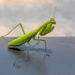 A tiny Praying Mantis by ludwigsdiana