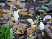 17th Jan 2021 - First snowdrops - what a welcome sight!