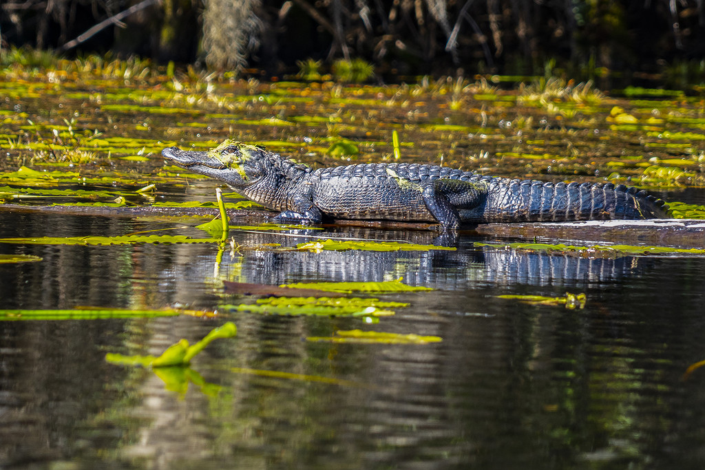 Alligator by k9photo