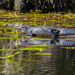 Alligator by k9photo