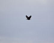 18th Jan 2021 - Bald Eagle Flying Up The Rio Grande.