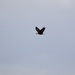Bald Eagle Flying Up The Rio Grande. by bigdad
