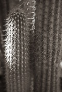 18th Jan 2021 - cactus