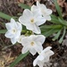 Daffodils are blooming by shutterbug49