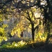 Golden afternoon light at the city park by congaree