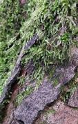 18th Jan 2021 - Moss and bark