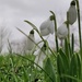 Snowdrops by geertje