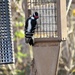 Downy Woodpecker by susan727