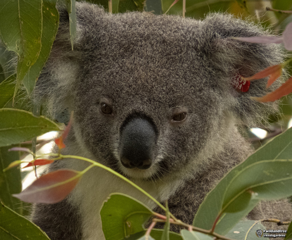 Templeton posing by koalagardens
