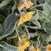 Frosty marigolds by josiegilbert