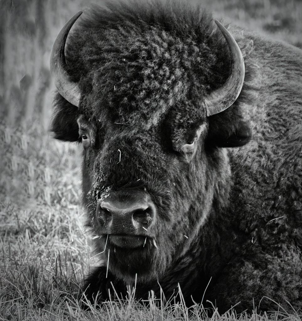 Grumpy Bison by samae