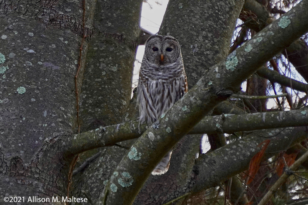 Barred Owl by falcon11