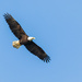 Eagle in Flight by photograndma