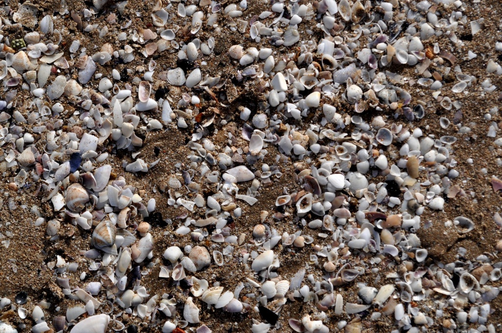 sea shells by philbacon