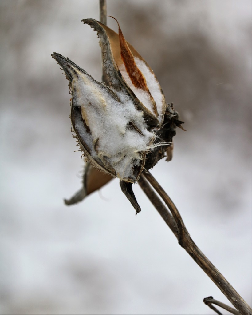 January 16: Snow on the Swamp Milkweed by daisymiller