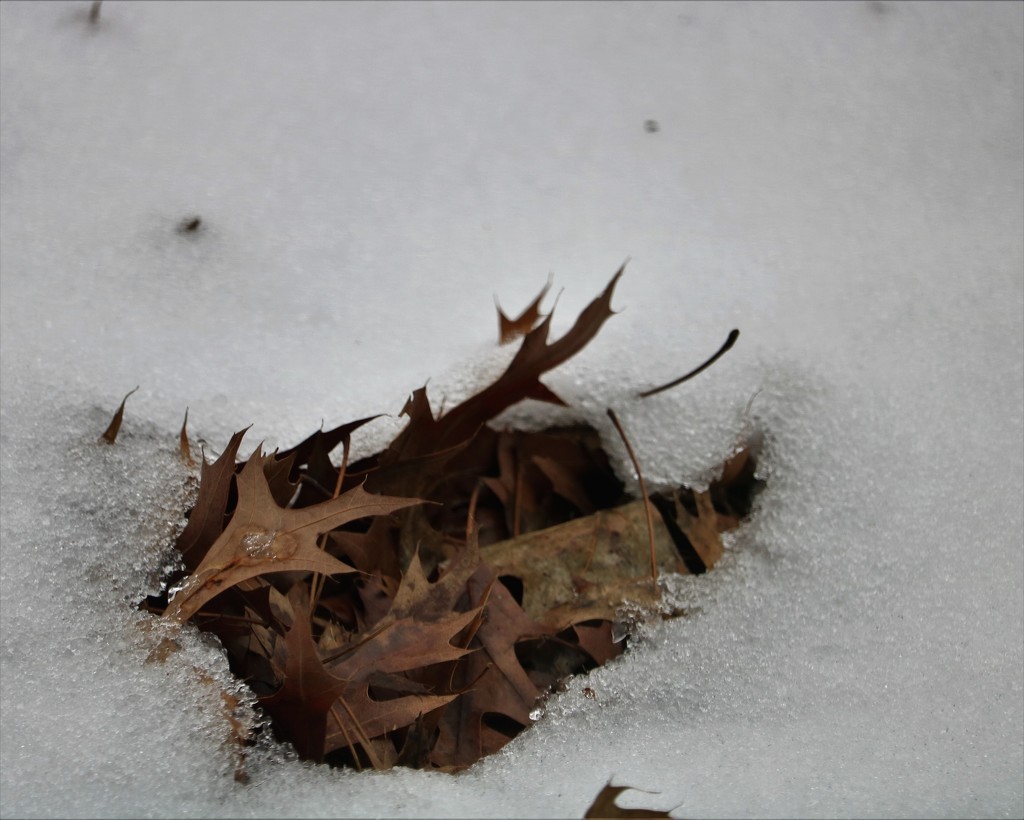 January 17: Leaves emerging from the snow by daisymiller