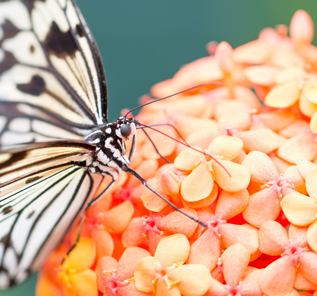 Butterfly just landed on flower by creative_shots