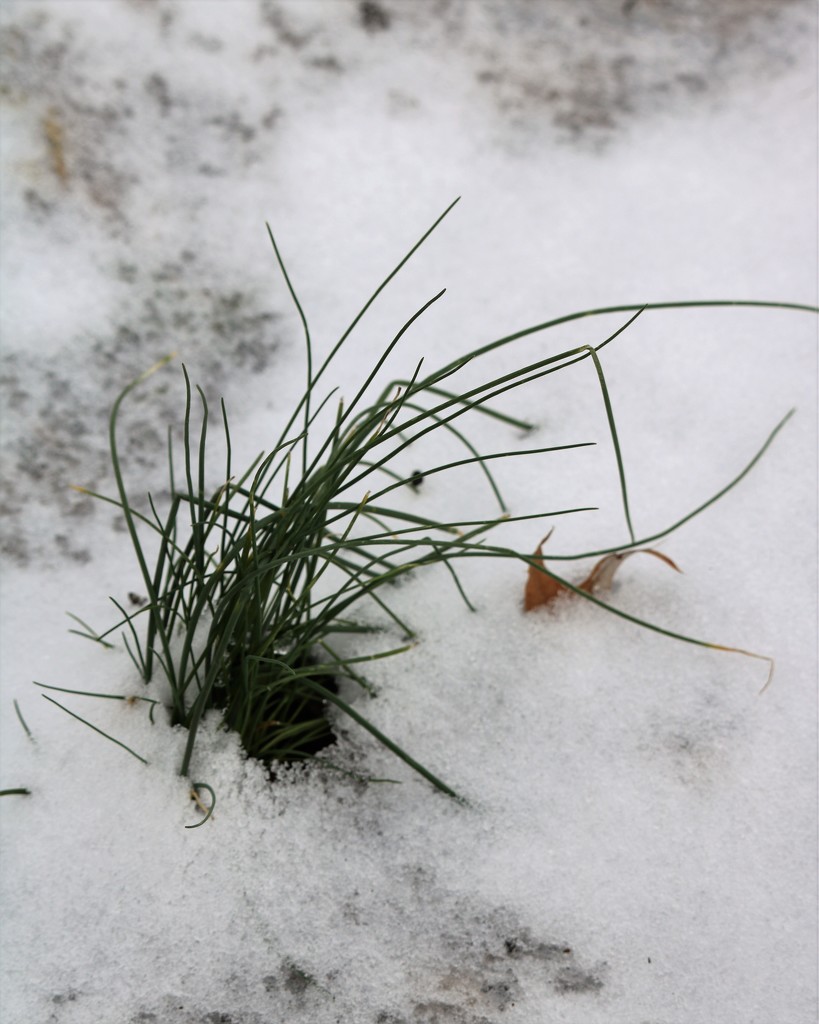 January 18: Grass in the snow by daisymiller