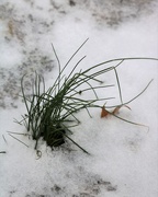 18th Jan 2021 - January 18: Grass in the snow