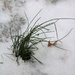 January 18: Grass in the snow by daisymiller