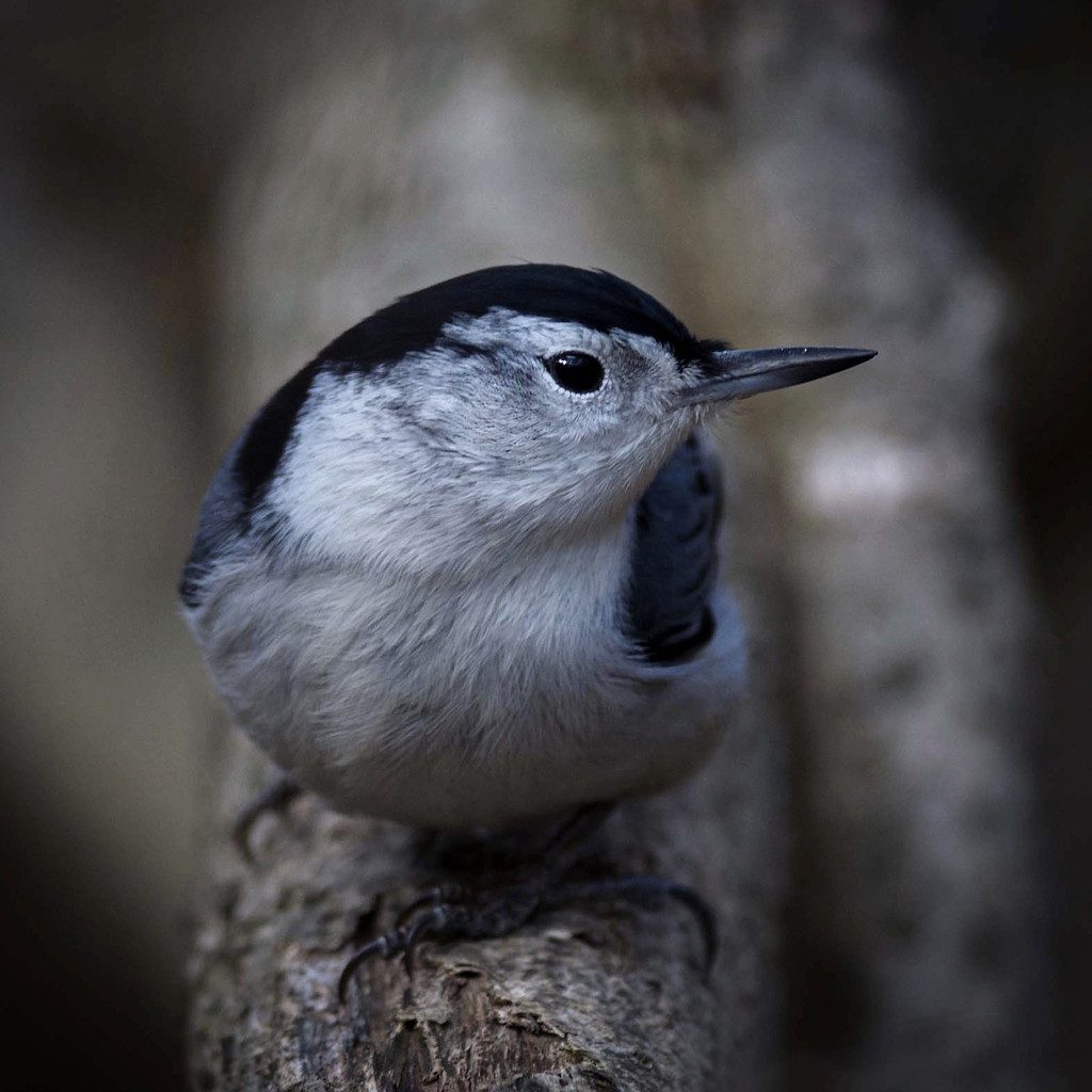 Up close with a White Breasted Nuthatch by berelaxed