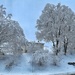 White trees.  by cocobella