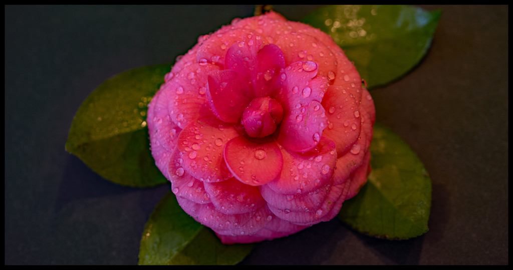 Camellia Flower! by rickster549