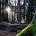 Dungeness Woods with sun burst by theredcamera