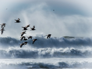 16th Jan 2021 - Sea Birds inThe Surf