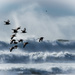Sea Birds inThe Surf by elatedpixie
