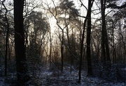 19th Jan 2021 - Dark forest