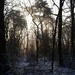 Dark forest by iiwi