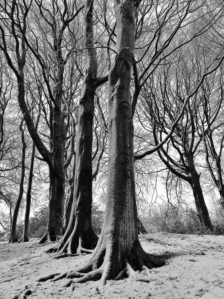 BW trees by fueast