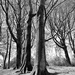 BW trees by fueast