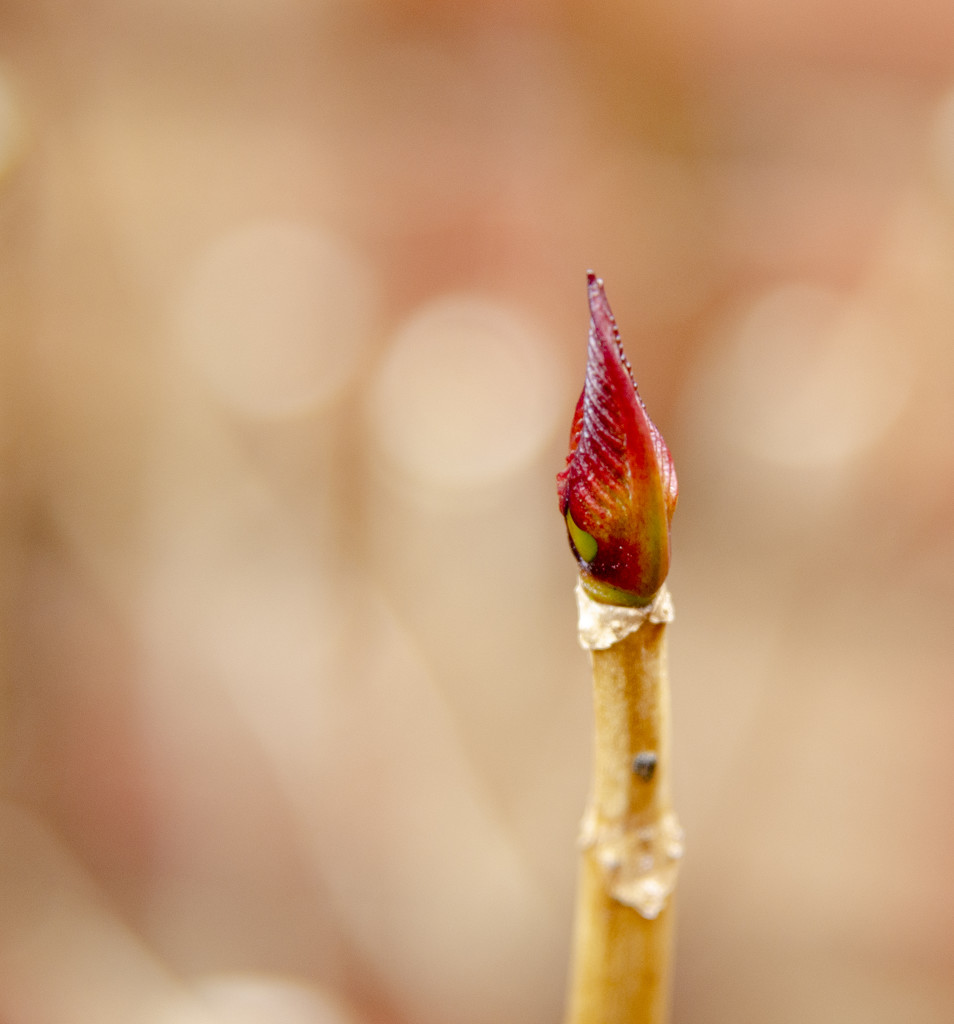 Hydranger bud by clivee