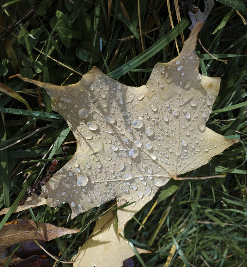 Wet leaf 10-24-20 by houser934