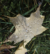 24th Oct 2020 - Wet leaf 10-24-20