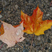 More wet leaves 10-27-20 small by houser934