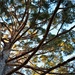 Sunlit Tree by sandlily
