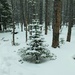 Small Snowy Pine by harbie