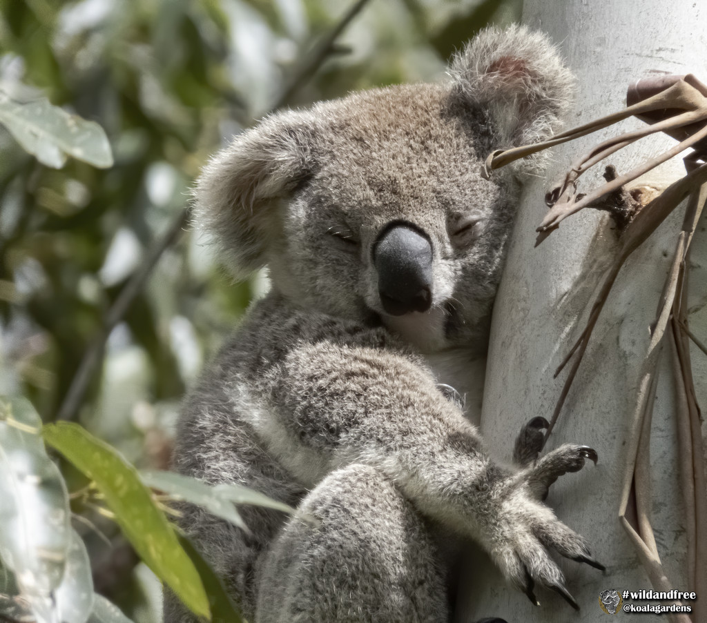 I'm all thumbs by koalagardens